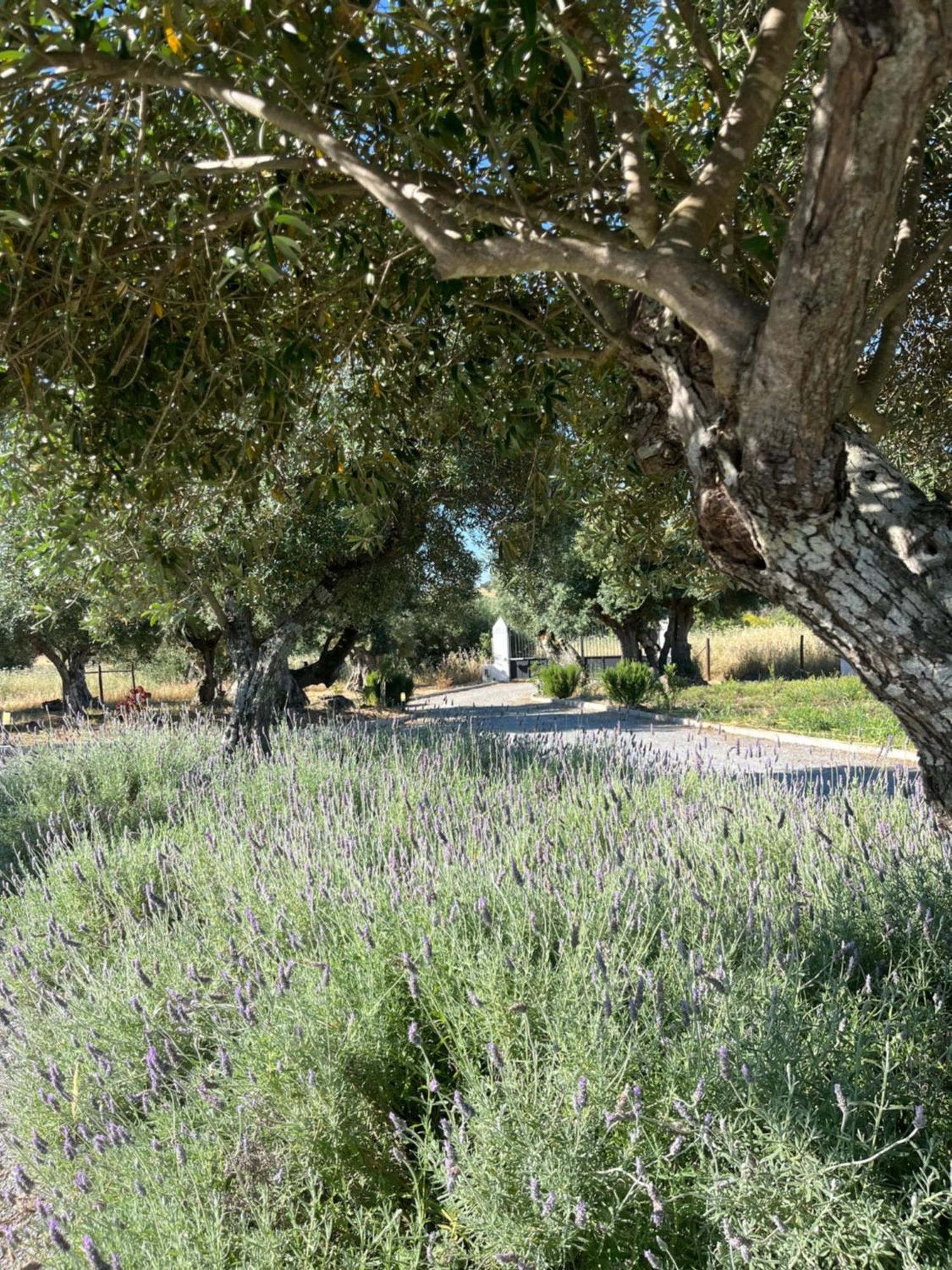 Вилла Monte De Santa Maria Монсараш Экстерьер фото